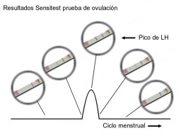 Posibles resultados con el test de ovulación