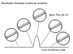 Posibles resultados con el test de ovulacin